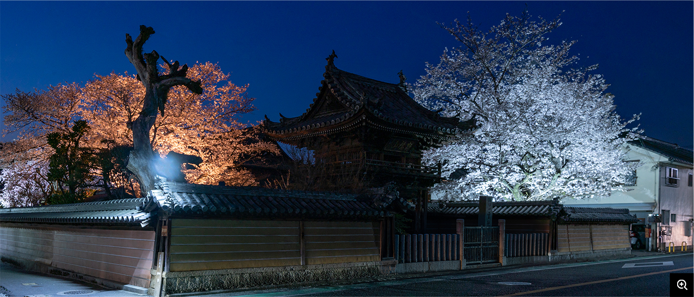 雲松寺の夜桜