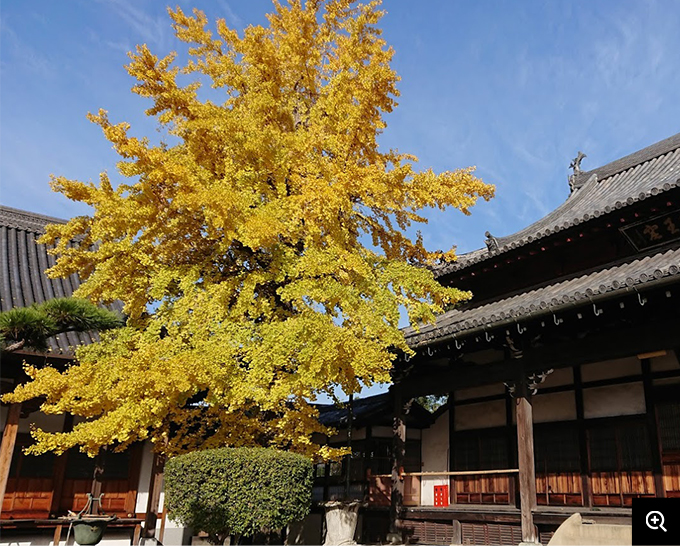 雲松寺の紅葉