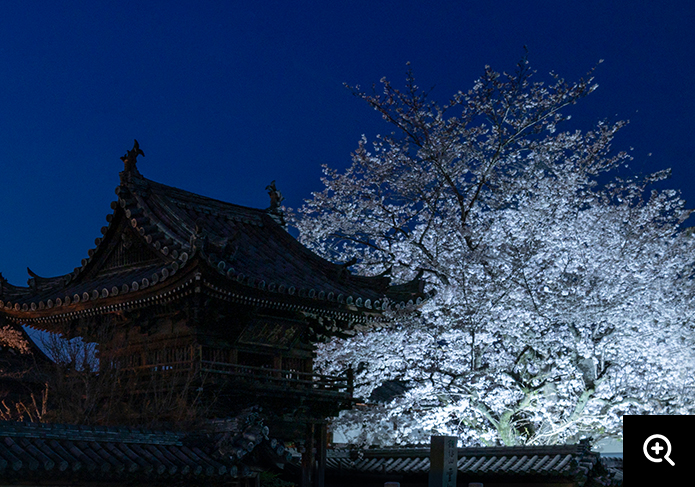 雲松寺の夜桜